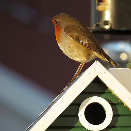 Green Bird Cottage
