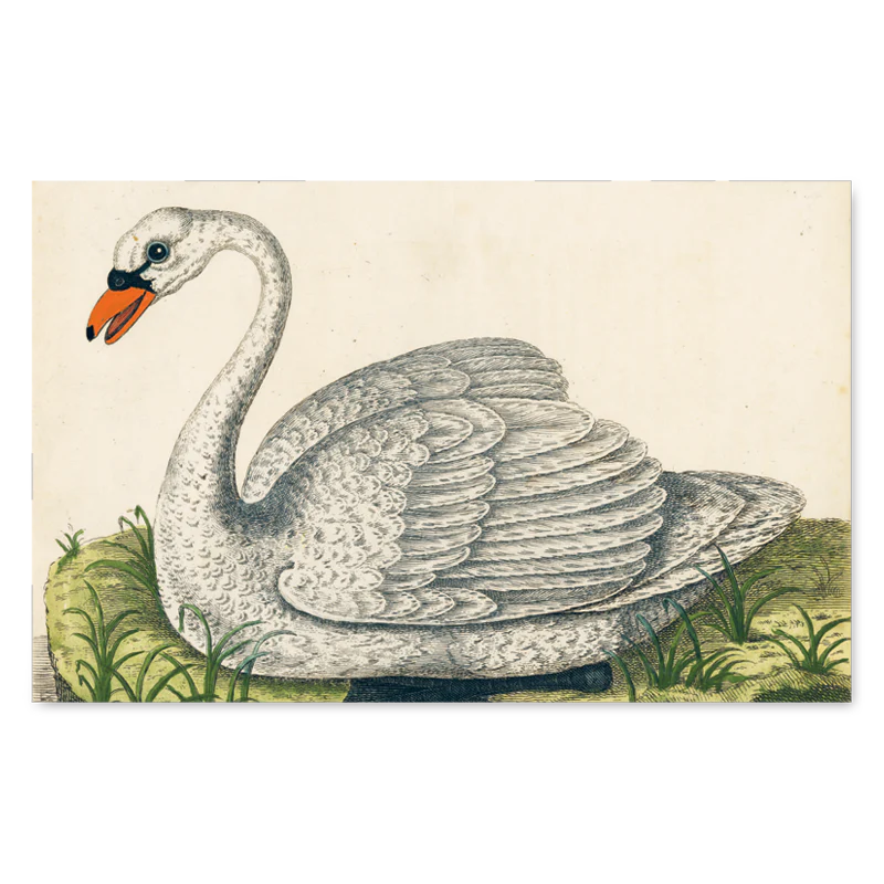 John Derian Picture Book