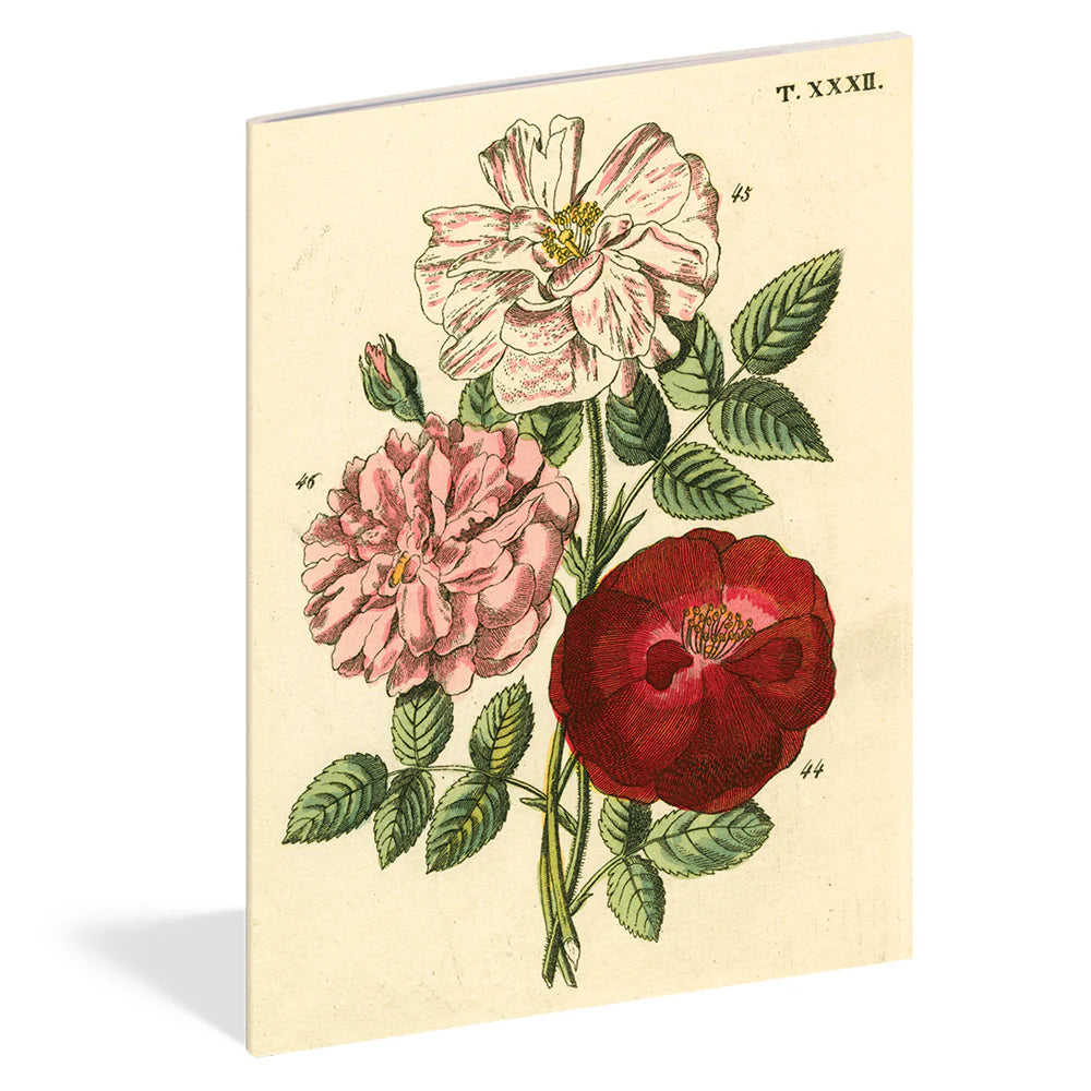 John Derian Everything Roses Notebooks  Set