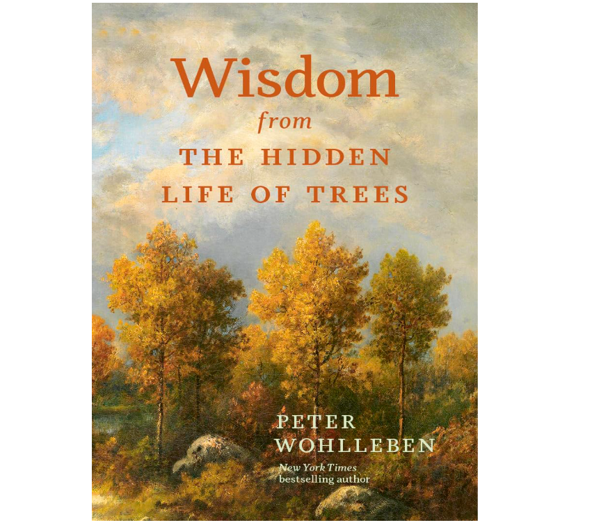 Wisdom from the hidden life of trees