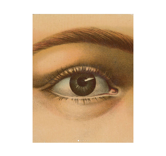John Derian Picture Book